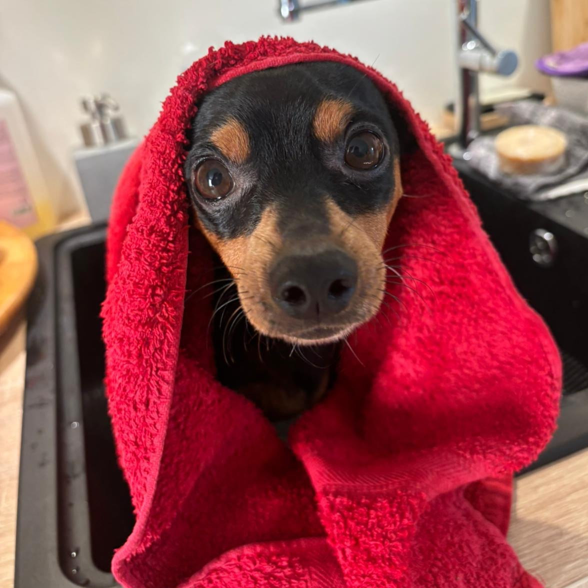 Savon surgras pour animaux - Les Petits Savons